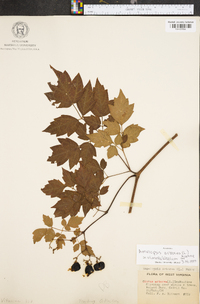 Ampelopsis arborea image