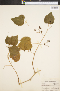 Ampelopsis cordata image