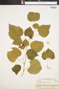 Ampelopsis cordata image