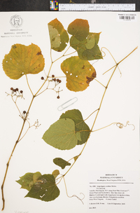 Ampelopsis cordata image