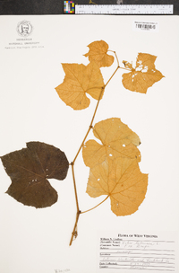 Vitis labrusca image