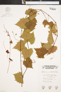 Vitis munsoniana image