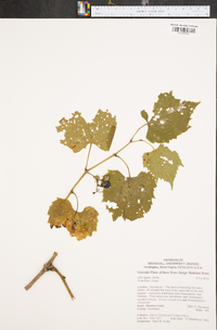 Vitis riparia image