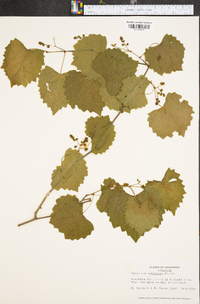 Vitis rotundifolia image