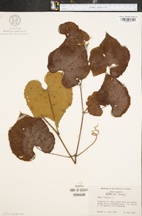 Vitis vulpina image