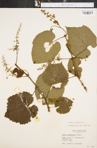 Vitis vulpina image