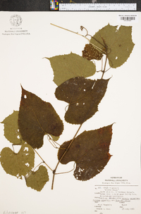 Vitis vulpina image