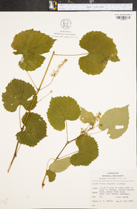 Vitis vulpina image