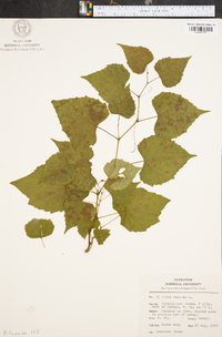 Vitis vulpina image