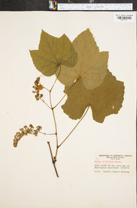 Vitis vulpina image