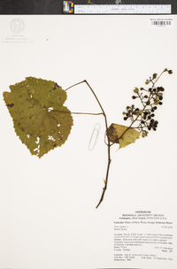 Vitis vulpina image