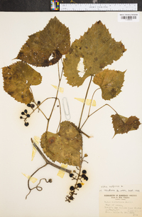 Vitis vulpina image