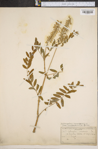 Astragalus canadensis image