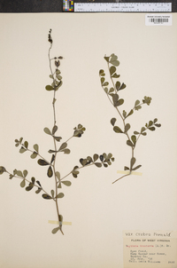 Baptisia tinctoria image