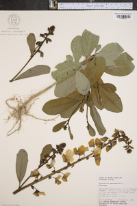 Crotalaria spectabilis image