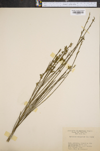 Crotalaria scoparia image