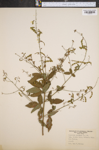 Desmodium canescens image