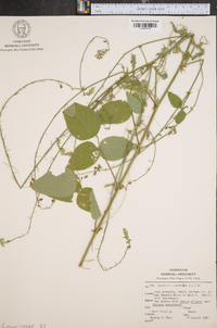 Desmodium canescens image