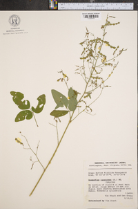 Desmodium canescens image