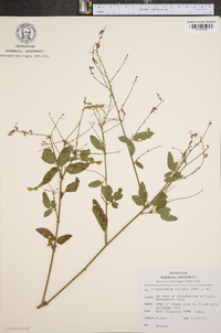 Desmodium ciliare image