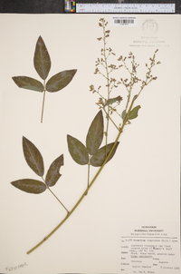 Desmodium cuspidatum image