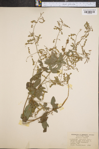 Desmodium dillenii image