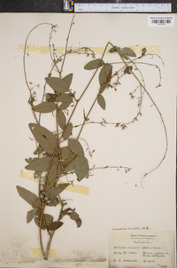 Desmodium dillenii image