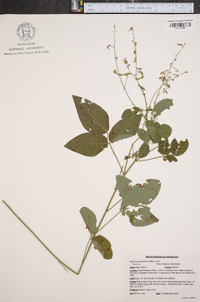 Desmodium glabellum image