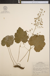 Heuchera pubescens image