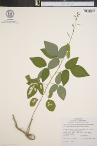 Desmodium perplexum image