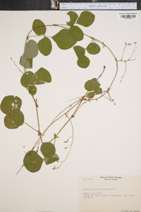 Desmodium rotundifolium image