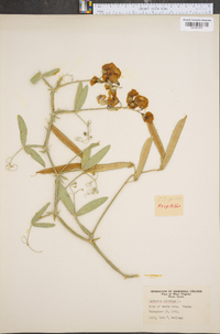 Lathyrus odoratus image