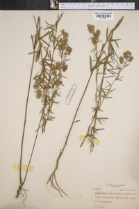 Lespedeza angustifolia image