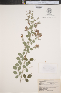 Lespedeza bicolor image