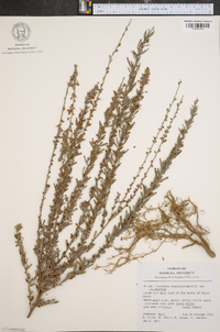 Lespedeza cuneata image