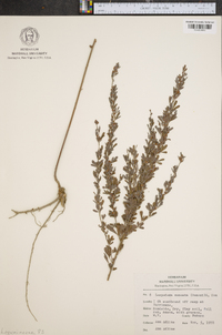 Lespedeza cuneata image