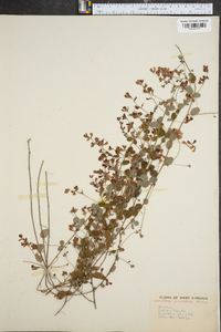 Lespedeza procumbens image