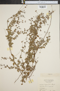 Lespedeza repens image