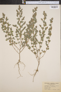 Lespedeza stipulacea image