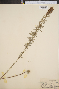 Lespedeza virginica image