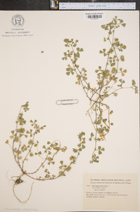 Medicago polymorpha image