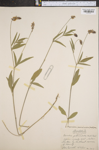 Orbexilum pedunculatum var. psoralioides image