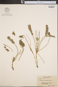 Psoralea subacaulis image