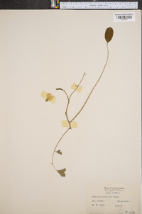 Robinia albicans image