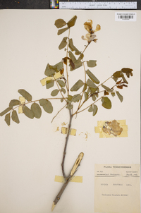 Robinia boyntonii image