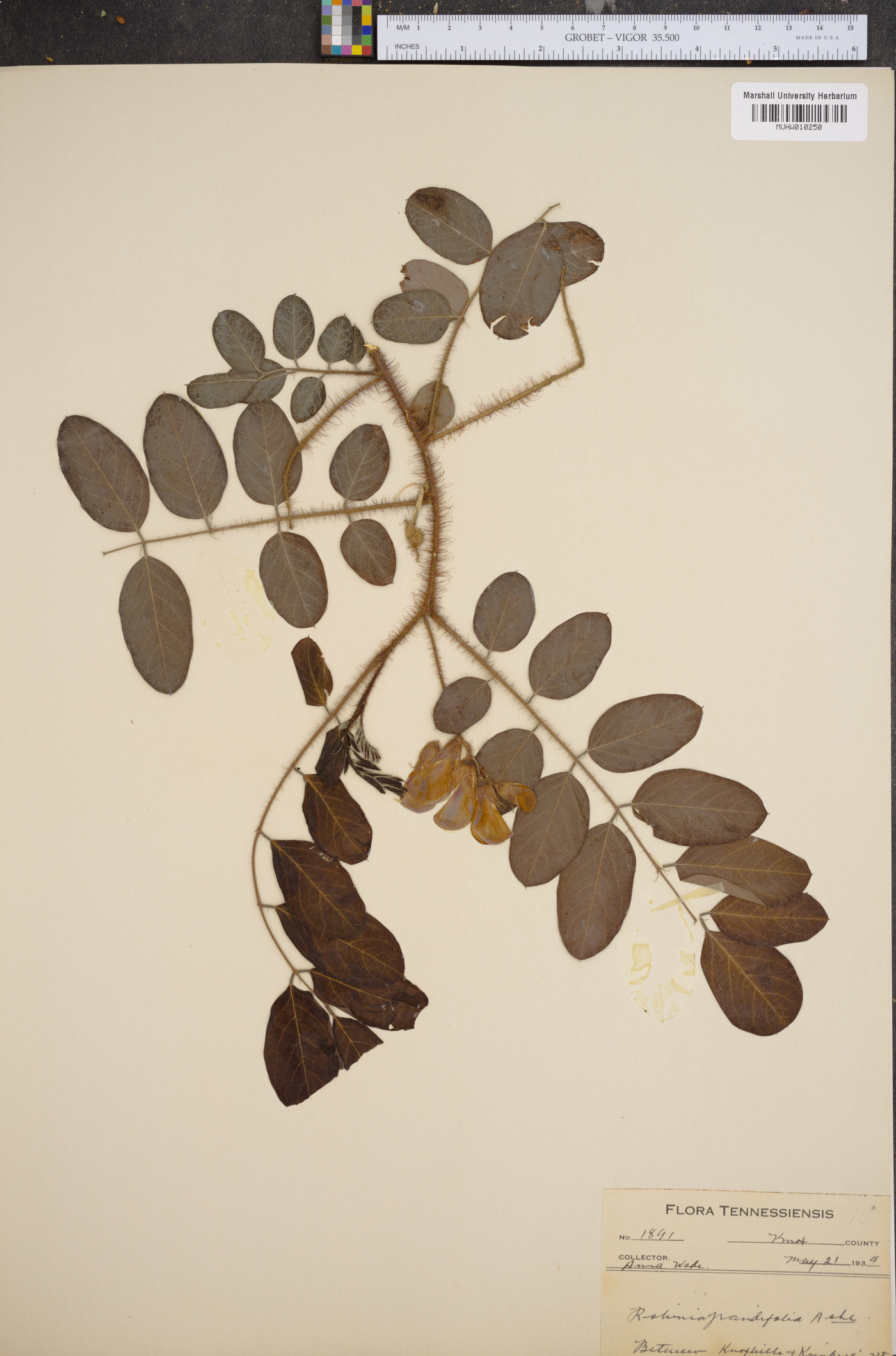 Robinia grandiflora image