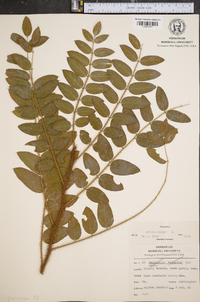 Robinia hispida image