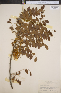 Robinia hispida image