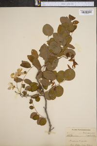 Robinia hispida image