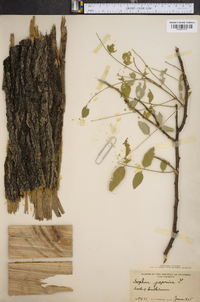 Sophora japonica image